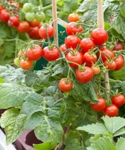 Roots Plants 55 Quick Growing Salad Plants For Pots 14 Roots Plants 55 Quick Growing Salad Plants For Pots