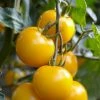 Roots Plants Salad Plants 5 Organic 'Golden Sunrise' Tomato Plants