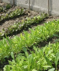 Roots Plants 10 Organic Wild Rocket Plants