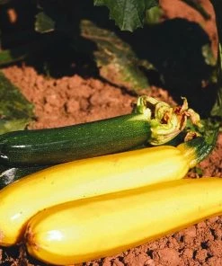 Roots Plants 3 Organic 'Atena Polka' Yellow Courgette Plants Courgettes