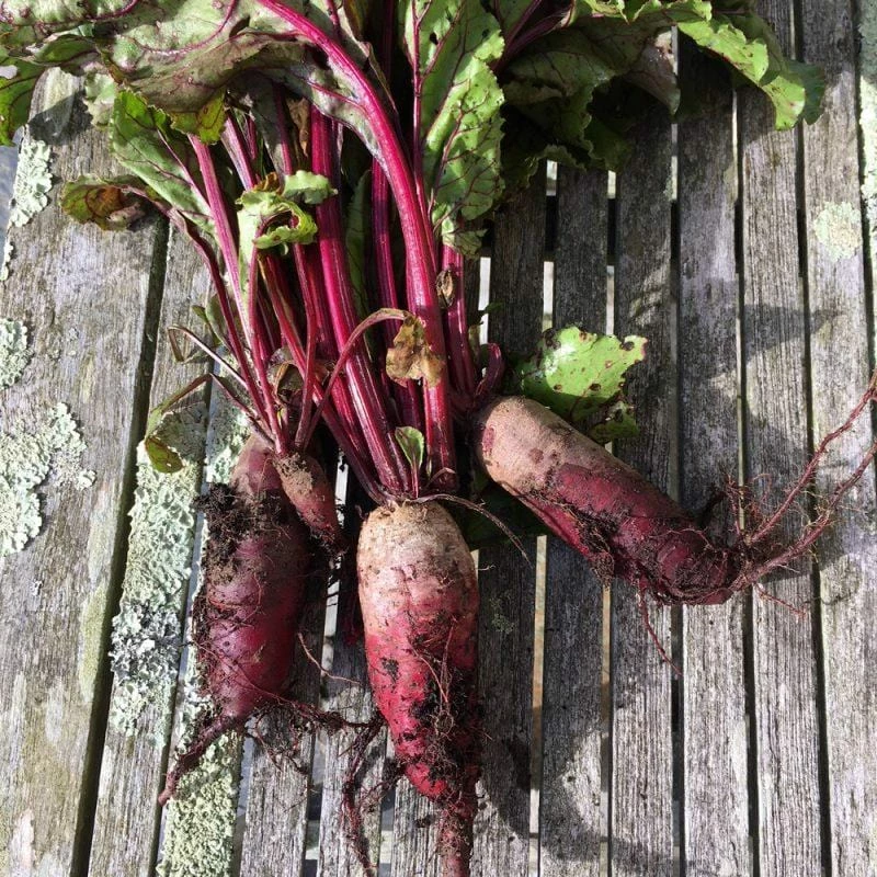 Roots Plants 10 Autumn 'Cylindra' Beetroot 3 Roots Plants 10 Autumn 'Cylindra' Beetroot