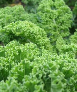 Roots Plants 10 Green Curled Dwarf Borecole Kale Brassicas & Leafy Greens