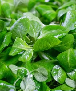 Roots Plants 10 Autumn 'Verte De Cambrai' Corn Salad