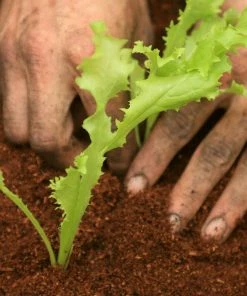 Roots Plants 10 Autumn 'Pancalieri' Endive All Vegetable Plants