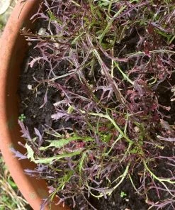 Roots Plants 10 Autumn Frills Mustard All Vegetable Plants