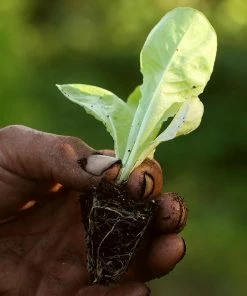 Roots Plants 10 Autumn 'Arctic King' Lettuce