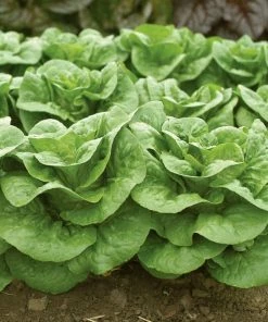 Roots Plants 10 Autumn 'Winter Density' Lettuce