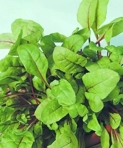 Roots Plants All Vegetable Plants 10 Rhubarb Chard