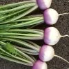 Roots Plants 10 Autumn 'Sweetbell' Turnip