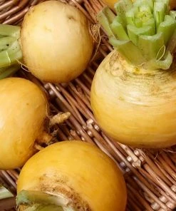 Roots Plants All Vegetable Plants 10 Autumn 'Golden Ball' Turnip