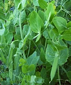 Roots Plants 10 Organic 'Carouby De Mausasane' Mangetout Pea Plants
