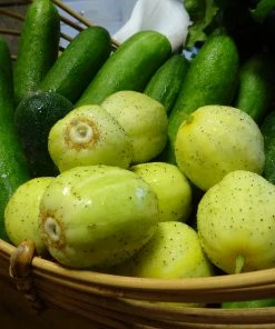 Roots Plants 3 Organic 'Crystal Lemon' Cucumber Plants Cucumbers