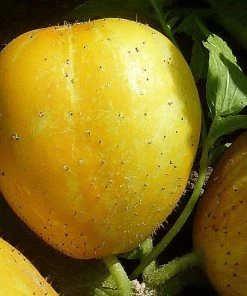 Roots Plants 3 Organic 'Crystal Lemon' Cucumber Plants Cucumbers