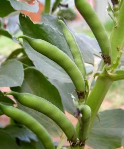 Roots Plants 10 Organic 'Aquadulce Claudia' Broad Bean Plants Peas & Beans