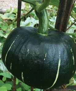 Roots Plants Root Vegetables 3 Organic 'Buttercup' Winter Squash Plants