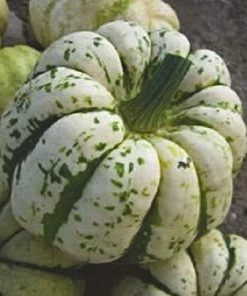Roots Plants 3 Organic 'Sweet Dumpling' Winter Squash Plants