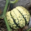 Roots Plants 3 Organic 'Sweet Dumpling' Winter Squash Plants