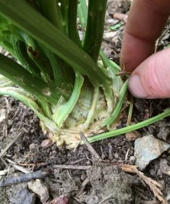 Roots Plants 10 Organic 'Giant Prague' Celeriac Plants