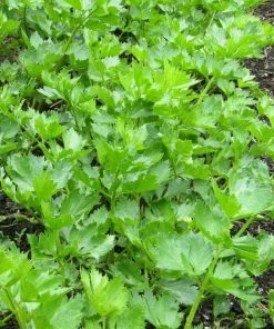 Roots Plants 10 Organic 'Giant Prague' Celeriac Plants