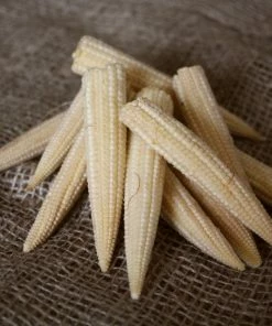 Roots Plants 10 Organic 'Minipop' Baby Sweetcorn Plants All Vegetable Plants