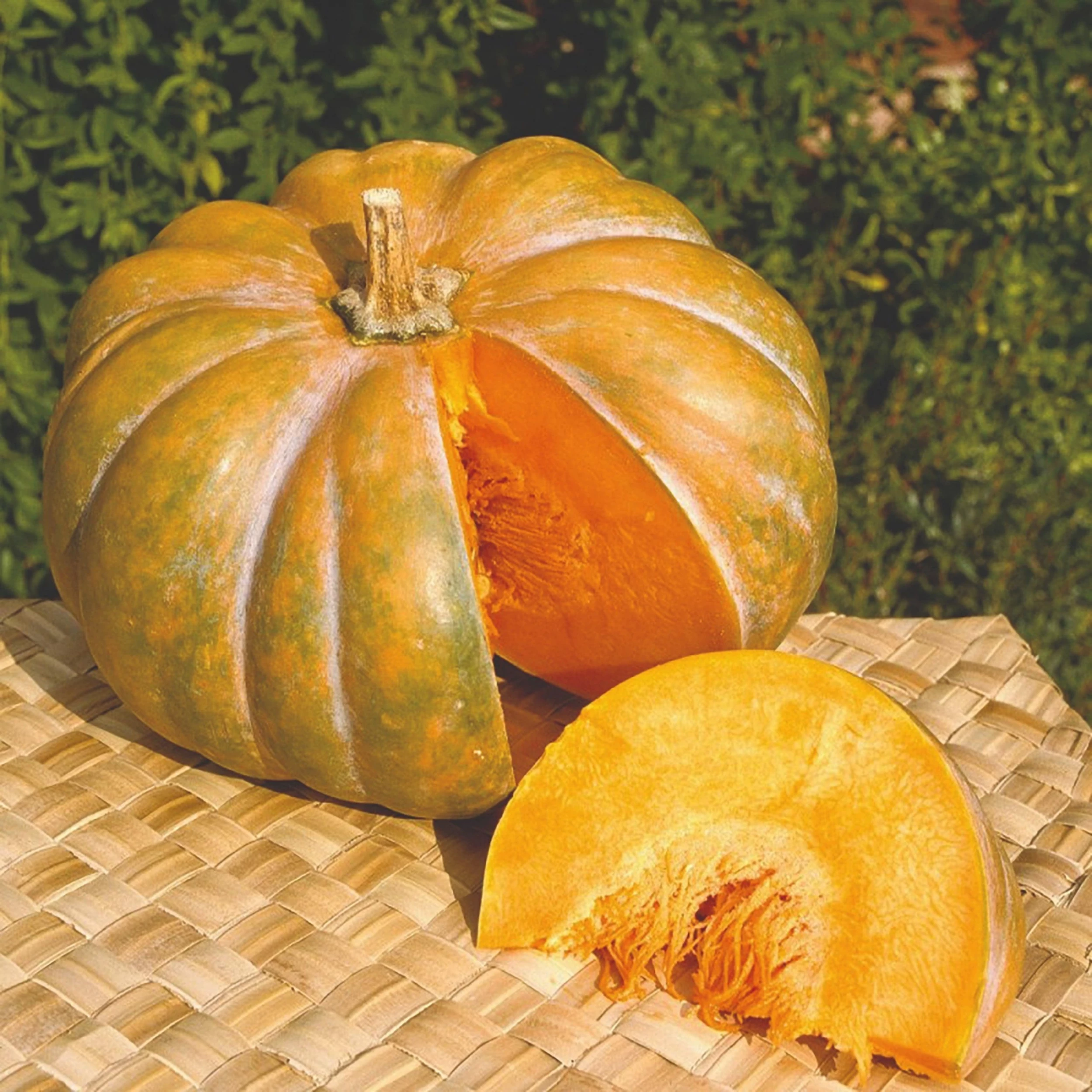 Roots Plants Root Vegetables 3 Organic 'Musquee De Provence' Winter Squash Plants 5 Roots Plants Root Vegetables 3 Organic 'Musquee De Provence' Winter Squash Plants