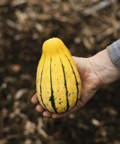 Roots Plants 3 Organic 'Cornells Bush Delicata' Winter Squash Plants