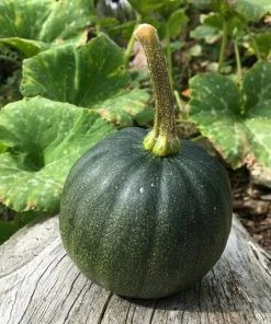 Roots Plants 3 Organic 'Honey Bear' Winter Squash Plants