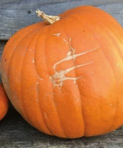 Roots Plants 3 Organic 'Jack O' Lantern' Pumpkin Plants All Vegetable Plants