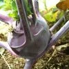 Roots Plants 10 Organic 'Delicacy Purple' Kohl Rabi Plants 1 Roots Plants 10 Organic 'Delicacy Purple' Kohl Rabi Plants