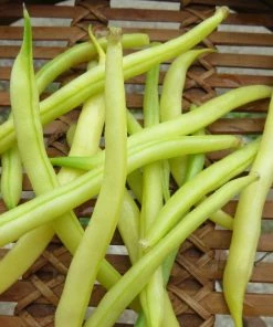 Roots Plants 10 Organic 'Orinoco' Dwarf French Bean Plants