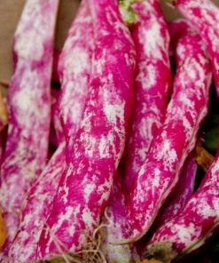 Roots Plants 10 Organic 'Barlotta Lingua Di Fuoco' Borlotti Bean Plants
