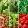 Roots Plants 41 Vegetables Plants For Pots | Tomatoes, Peppers & More 1 Roots Plants 41 Vegetables Plants For Pots | Tomatoes, Peppers & More