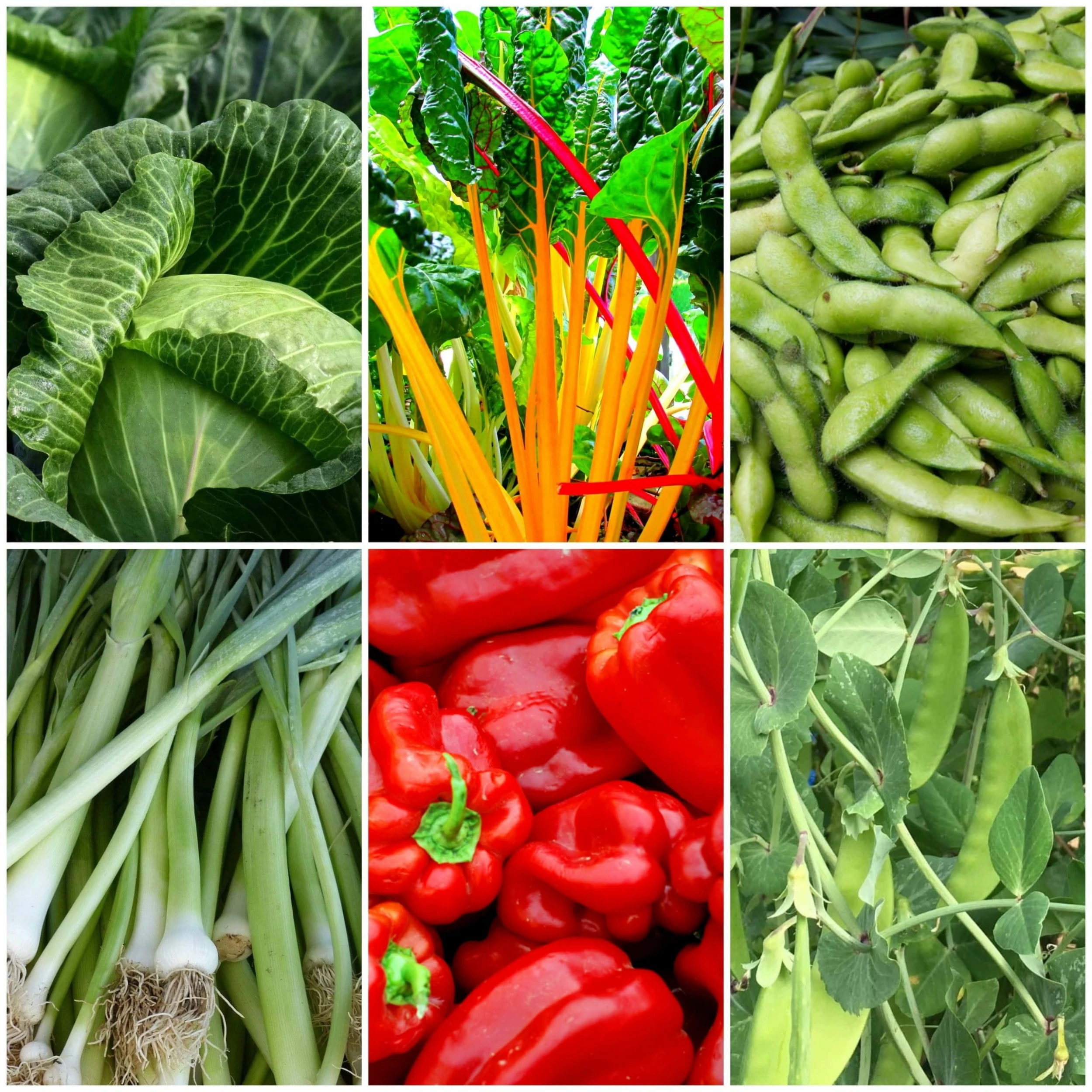 Roots Plants 63 Organic Stir Fry Vegetable Plants All Vegetable Plants 3 Roots Plants 63 Organic Stir Fry Vegetable Plants All Vegetable Plants