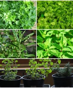 Roots Plants All Vegetable Plants 12 Organic Indoor Herb Plants