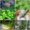Roots Plants 12 Organic Botanicals Herb Plants For Gin