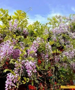 Roots Plants Wisteria Floribunda 'Rosea' | On A 90cm Cane In A 3L Pot 8 Roots Plants Wisteria Floribunda 'Rosea' | On A 90cm Cane In A 3L Pot