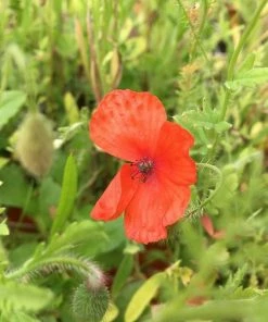 Roots Plants 100 Wildflower Meadow Plug Plants Perennials 22 Roots Plants 100 Wildflower Meadow Plug Plants Perennials
