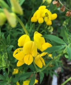 Roots Plants 100 Wildflower Meadow Plug Plants Perennials 21 Roots Plants 100 Wildflower Meadow Plug Plants Perennials