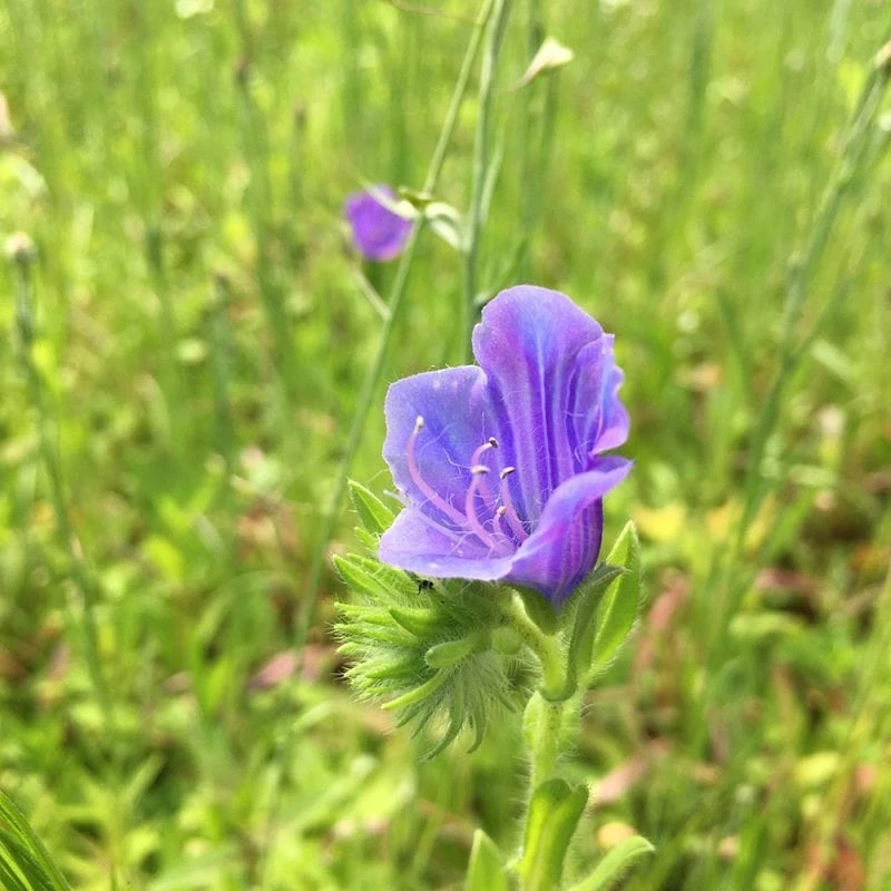 Roots Plants 100 Wildflower Meadow Plug Plants Perennials 13 Roots Plants 100 Wildflower Meadow Plug Plants Perennials