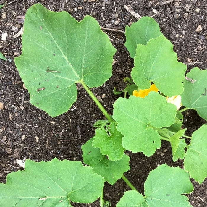 Roots Plants Root Vegetables 3 Organic 'Buttercup' Winter Squash Plants 7 Roots Plants Root Vegetables 3 Organic 'Buttercup' Winter Squash Plants