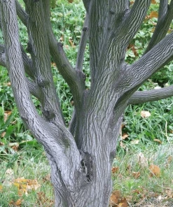 Roots Plants Viper Acer Tree | Acer Davidii | Snake Bark Maple 13 Roots Plants Viper Acer Tree | Acer Davidii | Snake Bark Maple