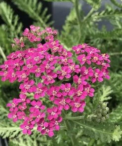 Roots Plants Achillea 'Milly Rock Rose' | 3L Pot