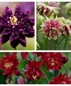 Roots Plants 6 Aquilegia Barlow Collection 10.5cm