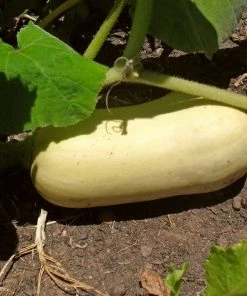 Roots Plants 3 Organic 'Waltham Butternut' Butternut Squash Plants Root Vegetables 9 Roots Plants 3 Organic 'Waltham Butternut' Butternut Squash Plants Root Vegetables