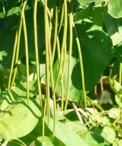 Roots Plants Indian Bean Tree | Catalpa Bignonioides 'Aurea'