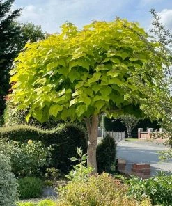 Roots Plants Indian Bean Tree | Catalpa Bignonioides 'Aurea'