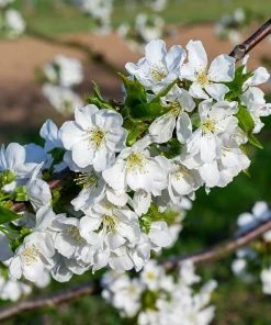 Roots Plants Morello Cherry Tree