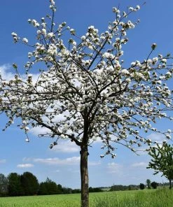 Roots Plants Morello Cherry Tree