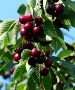 Roots Plants Fruits Sunburst Cherry Tree
