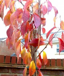 Roots Plants Van' Cherry Tree Fruits 9 Roots Plants Van' Cherry Tree Fruits